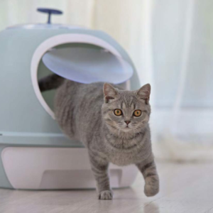 MS20017 Plastic Cat Litter Box